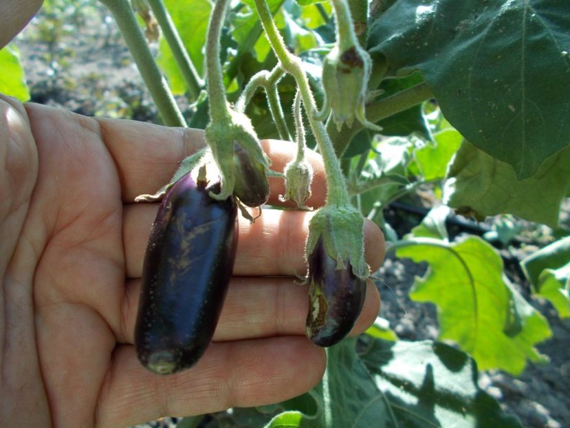  - Z SEMINTE VINETE - BABY RACIMO