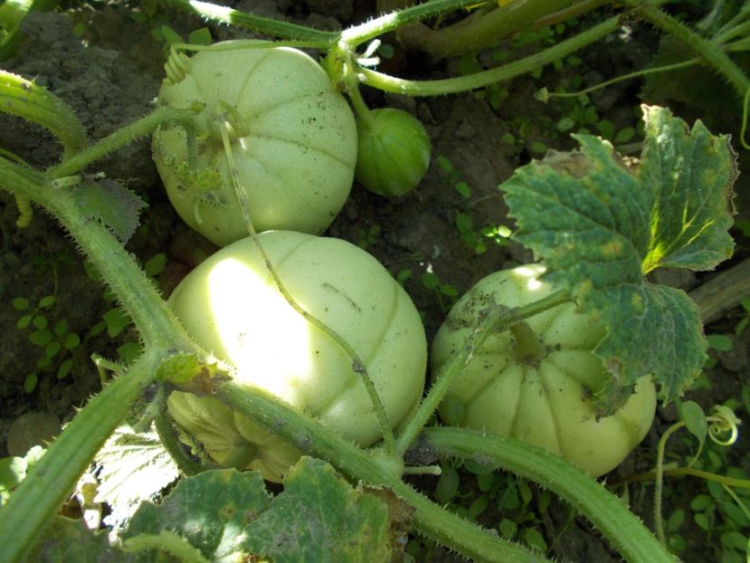  - SEMINTE PEPENE GALBEN - D 120 KIKU CHRYSANTHEMUM