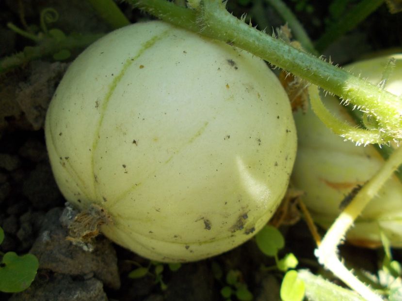  - SEMINTE PEPENE GALBEN - D 120 KIKU CHRYSANTHEMUM