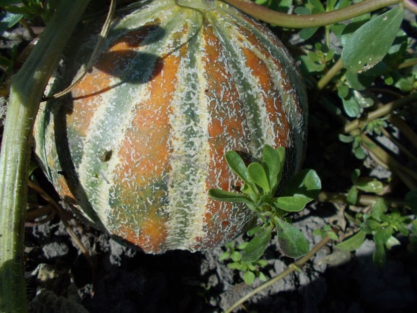  - SEMINTE PEPENE GALBEN - D 125 KAJARI