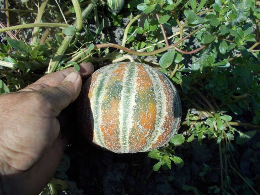  - SEMINTE PEPENE GALBEN - D 125 KAJARI