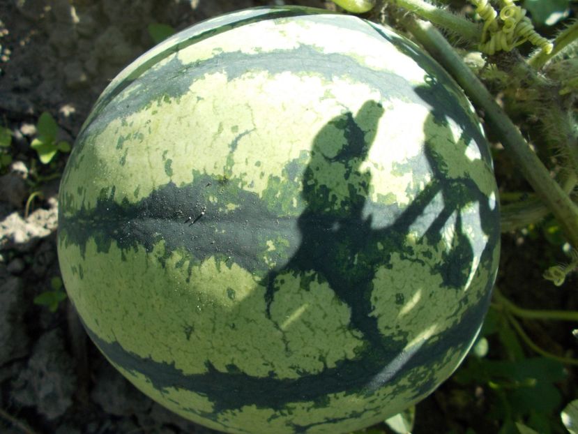  - SEMINTE PEPENE VERDE - D 06 WHITE SUGAR LUMP