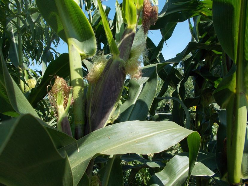  - SEMINTE PORUMB - PURPLE CORN - P 14