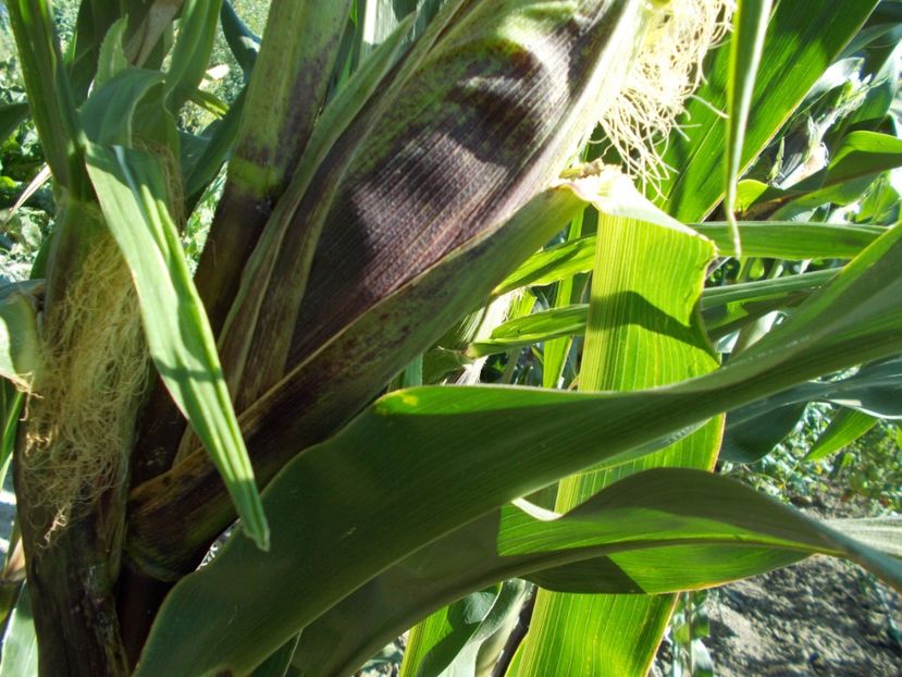  - SEMINTE PORUMB - PURPLE CORN - P 14