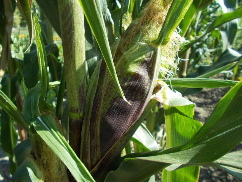  - SEMINTE PORUMB - PURPLE CORN - P 14