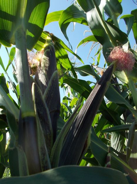  - SEMINTE PORUMB - PURPLE CORN - P 14