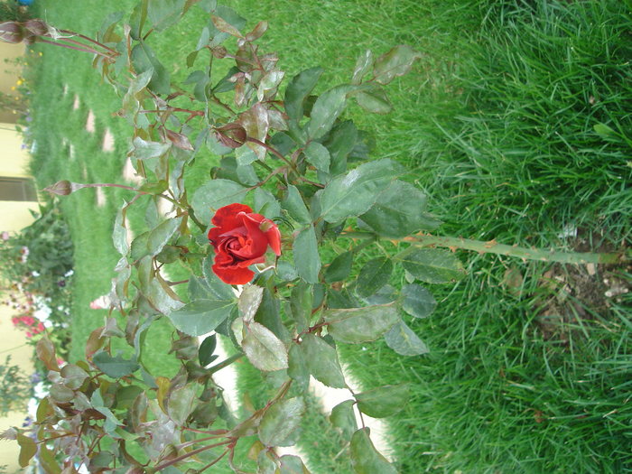 DSC06131 - Trandafiri