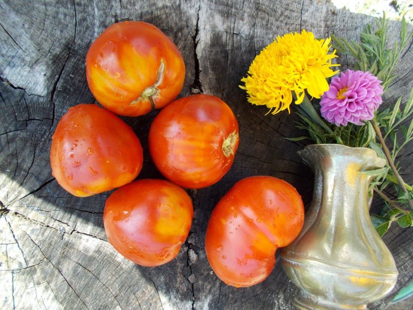  - SEMINTE ROSII - T 436 LEDOUX SPECIAL