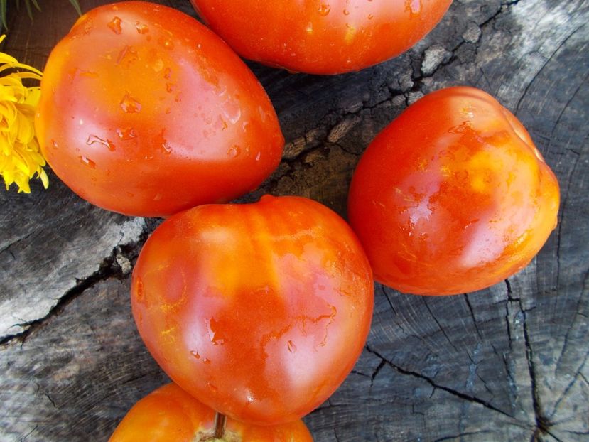  - SEMINTE ROSII - T 436 LEDOUX SPECIAL