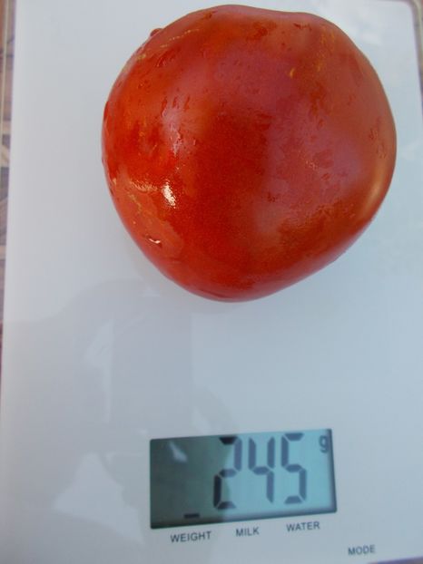  - SEMINTE ROSII - T 436 LEDOUX SPECIAL