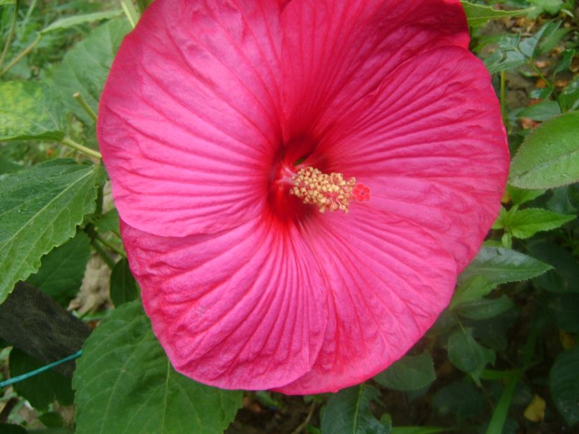  - 0Hibiscus moscheutos 2019-2020