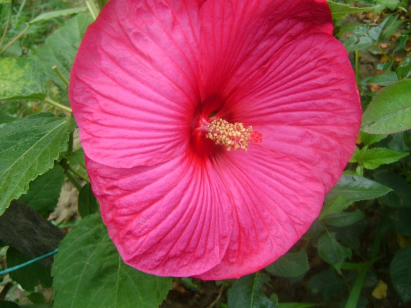  - Hibiscus moscheutos 2019-2020