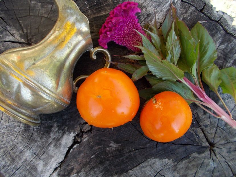  - SEMINTE ROSII - T 316 NICOVIOTIS ORANGE