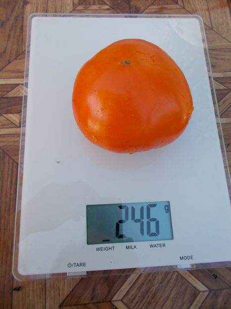  - SEMINTE ROSII - T 316 NICOVIOTIS ORANGE