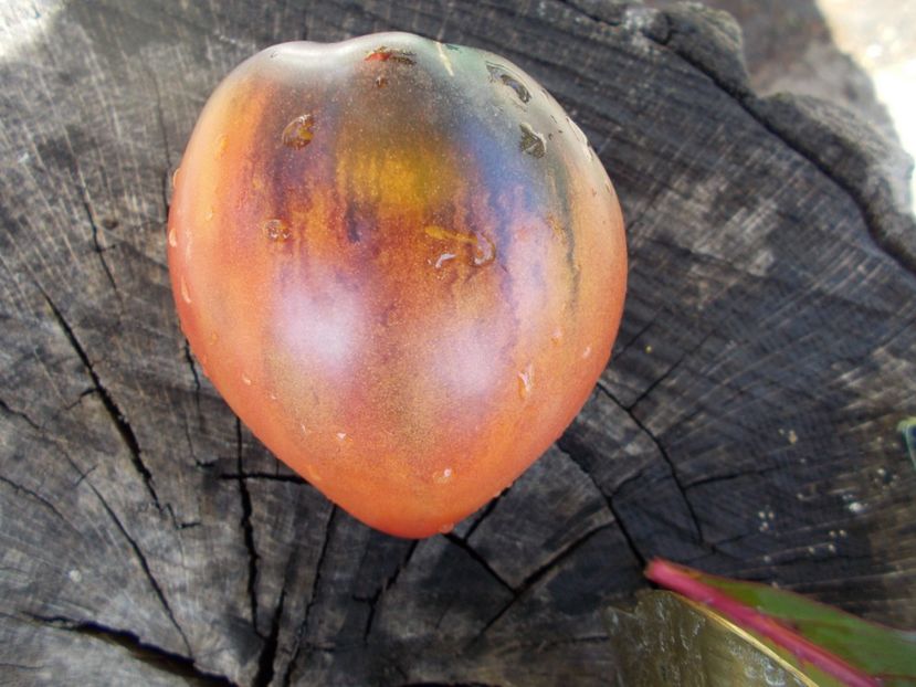  - SEMINTE ROSII - T 328 SGT PEPPER