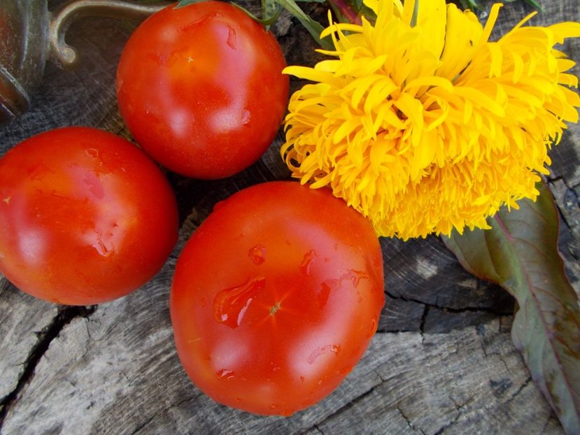  - SEMINTE ROSII - T 447 SIOUX