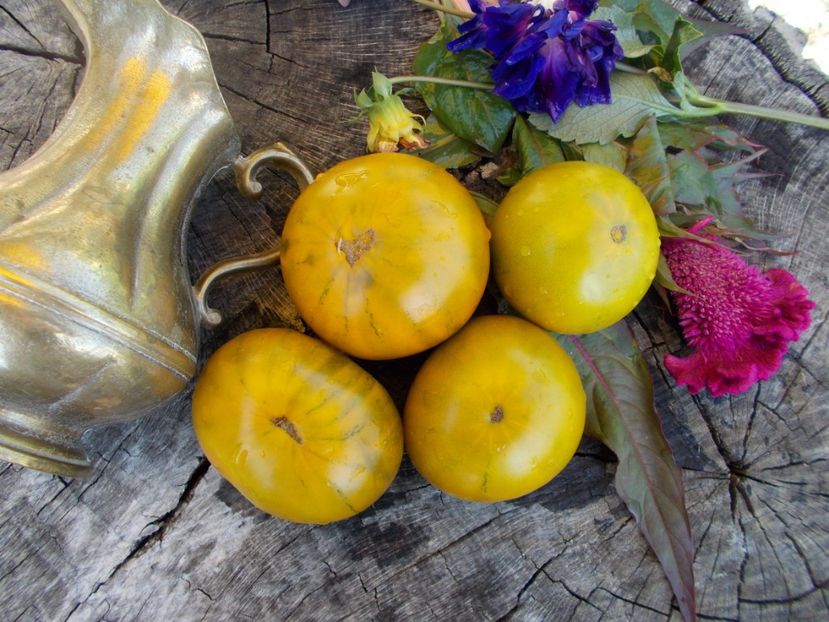  - SEMINTE ROSII - T 313 EMERALD APPLE