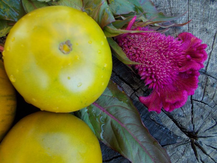  - SEMINTE ROSII - T 313 EMERALD APPLE