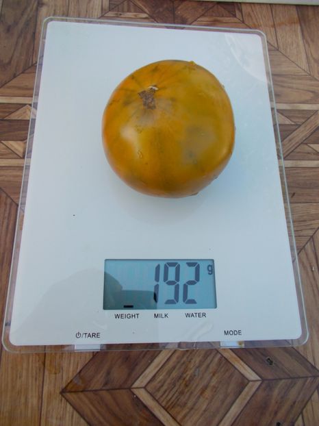  - SEMINTE ROSII - T 313 EMERALD APPLE