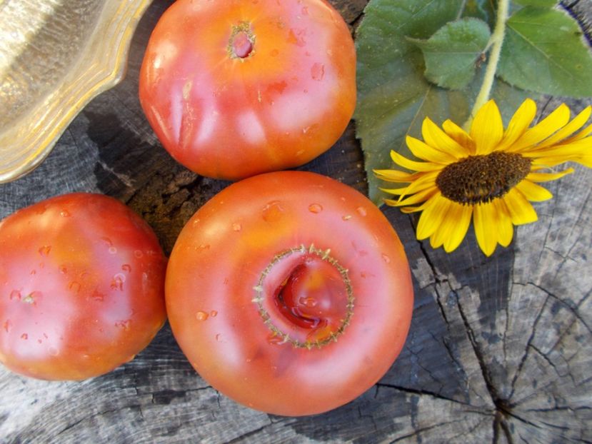  - SEMINTE ROSII - T 450 GROSSE BORDEAU NOIRE