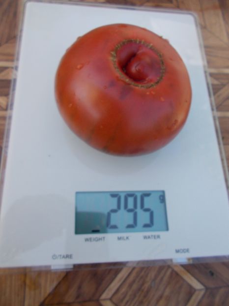  - SEMINTE ROSII - T 450 GROSSE BORDEAU NOIRE