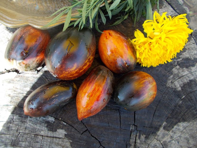  - SEMINTE ROSII - T 412 GARGAMEL