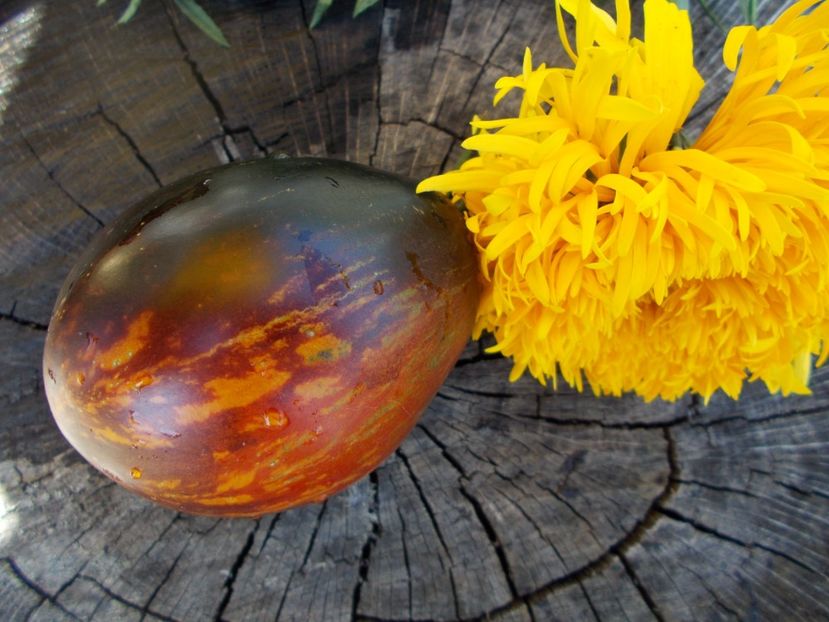  - SEMINTE ROSII - T 412 GARGAMEL