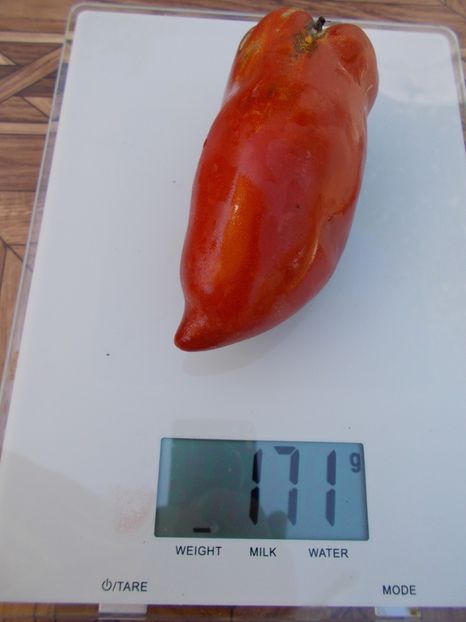  - SEMINTE ROSII - T 416 JERSEY DEVIL