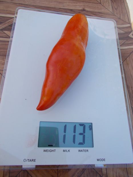  - SEMINTE ROSII - T 416 JERSEY DEVIL