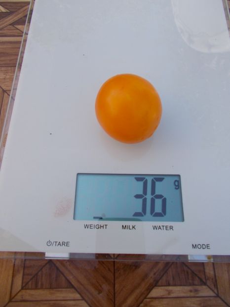  - SEMINTE ROSII - T 310 POTATOES LEAF VARIEGATED