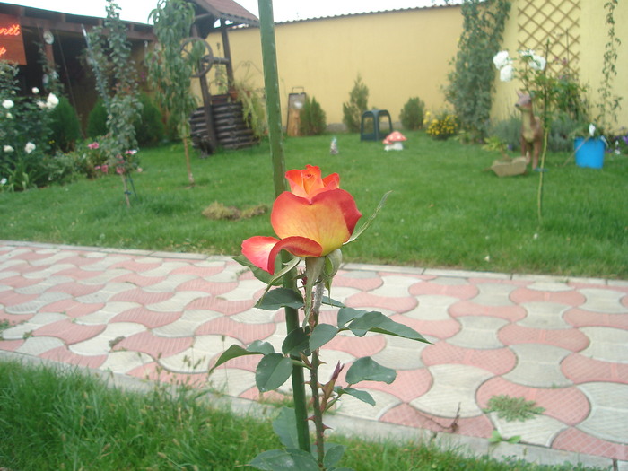 DSC06117 - Trandafiri