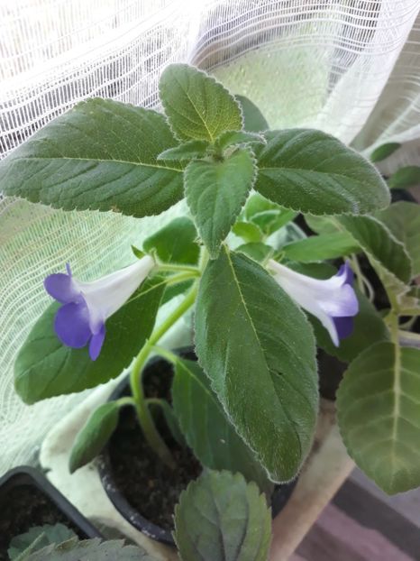  - Achimenes 2019