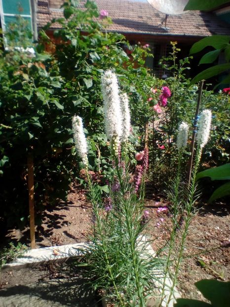  - Liatris spicata