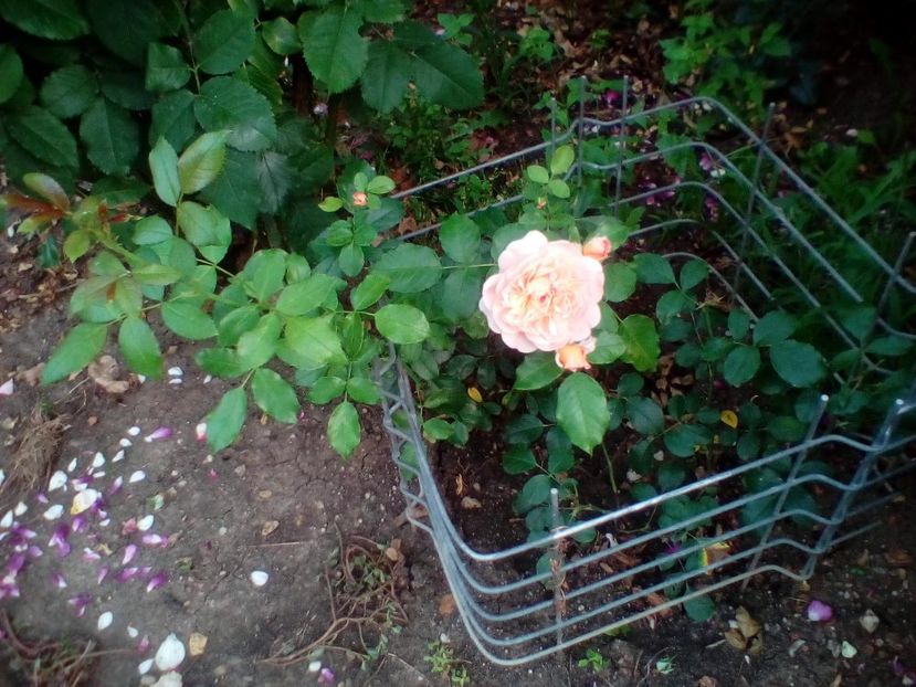 11 08 2019 - Sweet Jessica