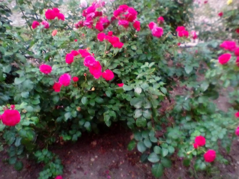 11 08 2019 - Red Leonardo