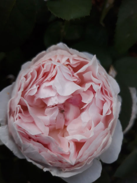  - ST SWITHUN David Austin 3