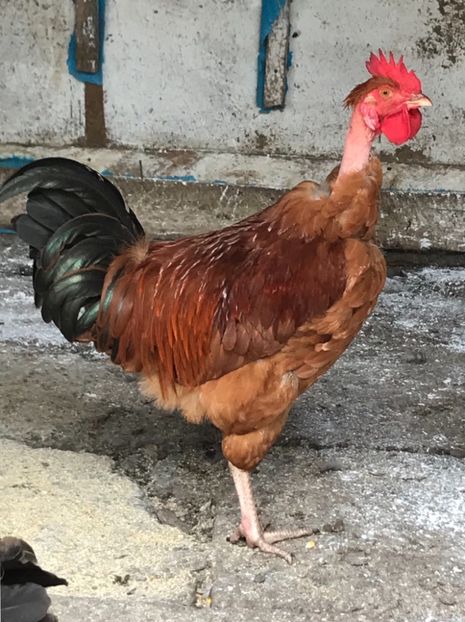 D9FEA84A-4575-4B3E-B1D9-E77B5CD9F8DA - Puisori 2019