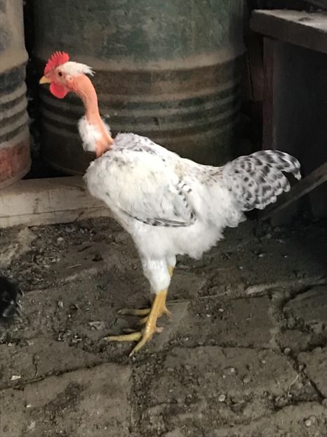 7965FA19-0812-42AA-AC9C-1F3DADE8769C - Puisori 2019