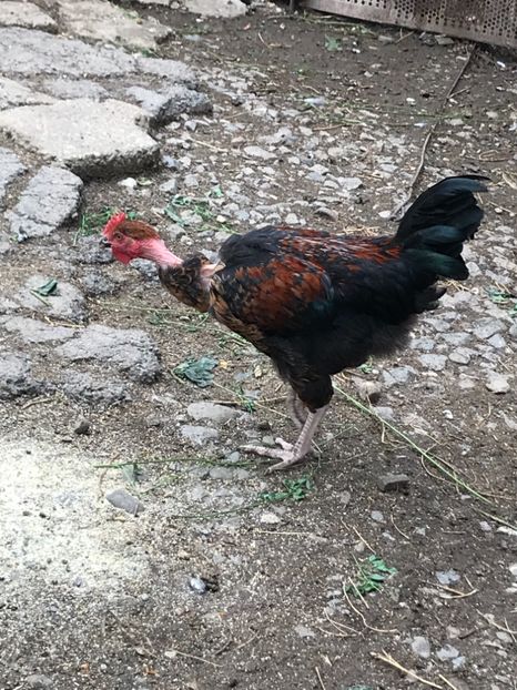 4B4F6B40-3642-4FCD-8429-4FDA56ADC98B - Puisori 2019