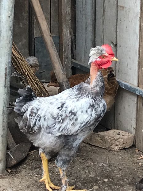 68C100EF-8FCA-4616-BF42-5C60F3EE2DA9 - Puisori 2019