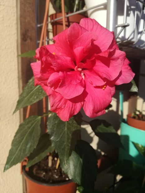  - Hibiscusi
