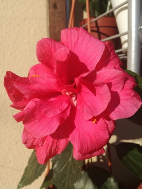  - Hibiscusi