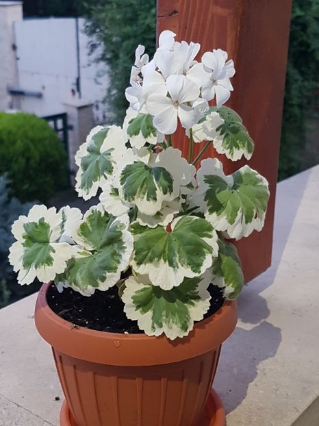 Mont Blanc- un munte cu varful alb - Muscate de colectie 2019