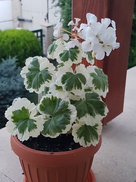 Mont Blanc - Muscate de colectie 2019