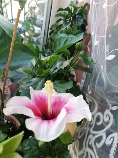  - Hibiscusi 2019 -2