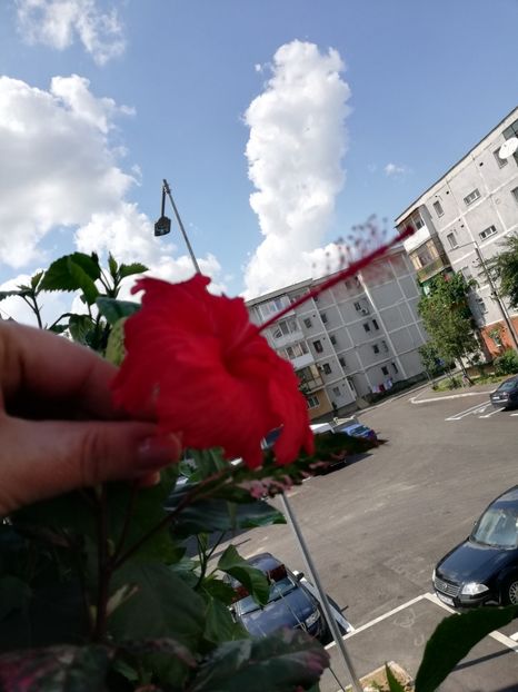  - Hibiscusi 2019 -2