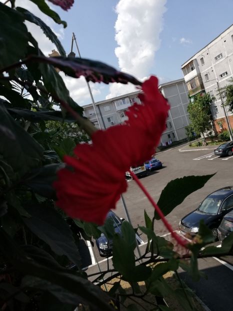  - Hibiscusi 2019 -2
