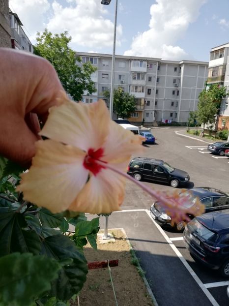  - Hibiscusi 2019 -2