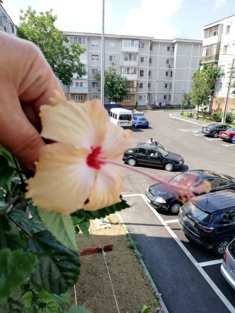  - Hibiscusi 2019 -2