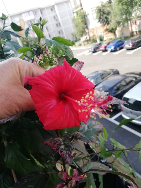  - Hibiscusi 2019 -2